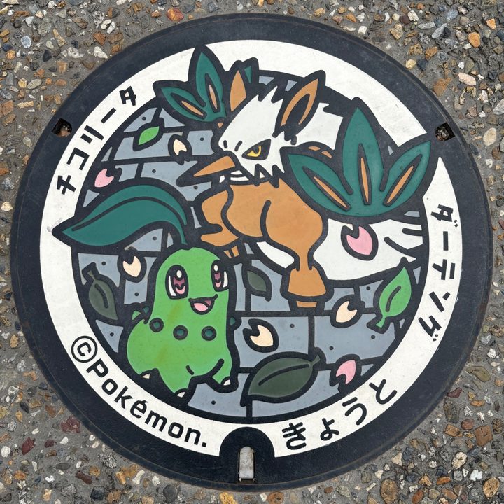 京都府京都のポケふた（ダーテング・チコリータ）の写真